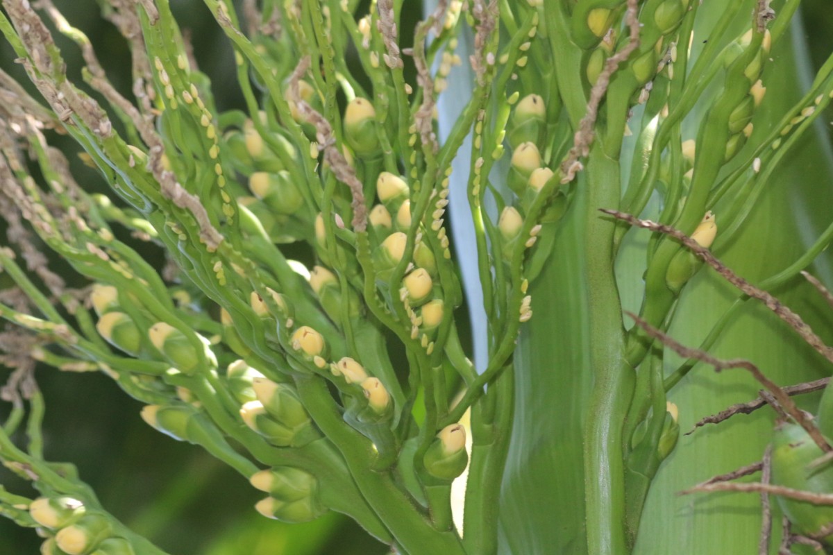 Areca catechu L.